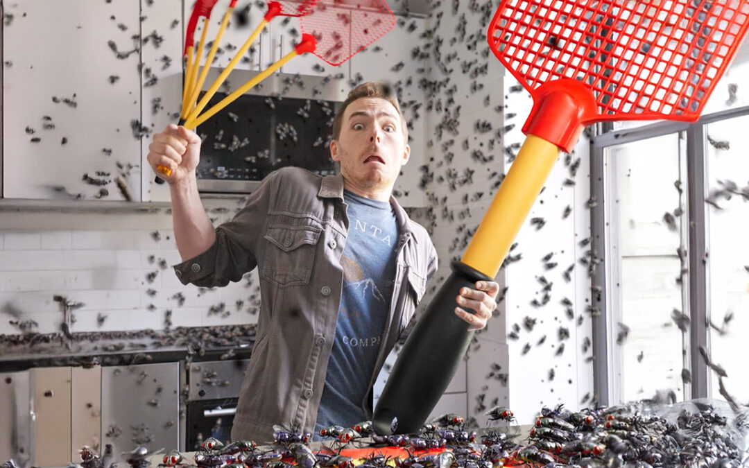 Fly Infestation