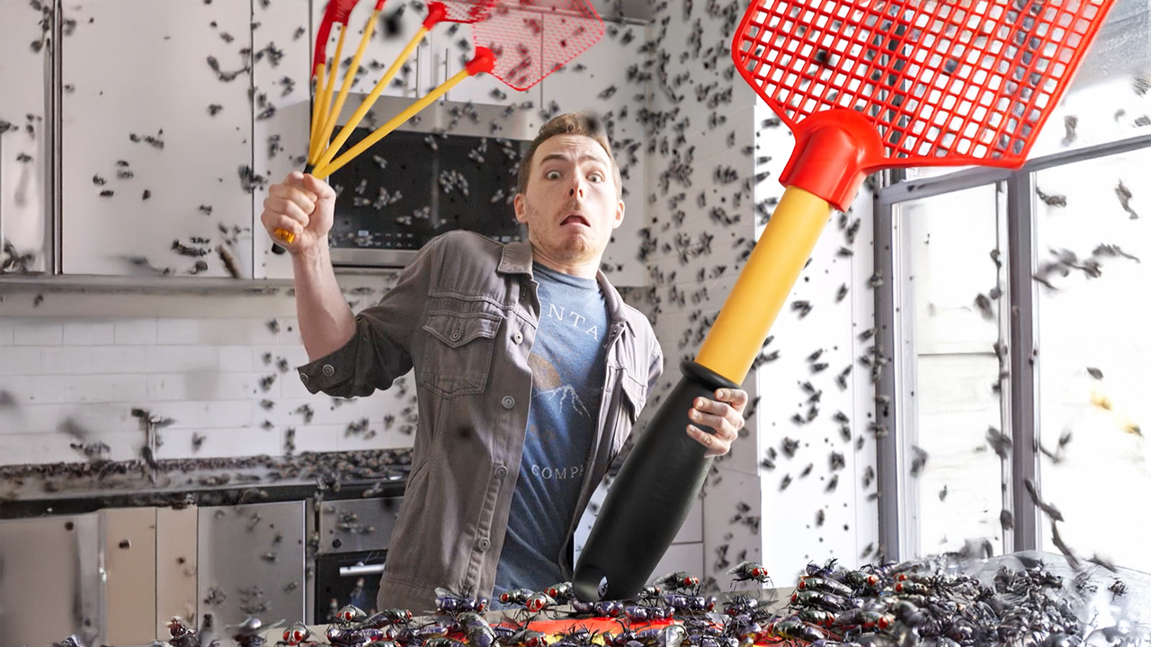 Fly Infestation